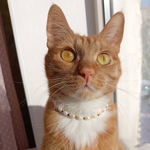 Gold Katzenhalsband, Echte Perle Katzenhalskette, Perlen kleiner Hundehalsband, Luxus niedlichen Katzenhalsband, Gold Katzenhalskette, Katzen Schmuck
