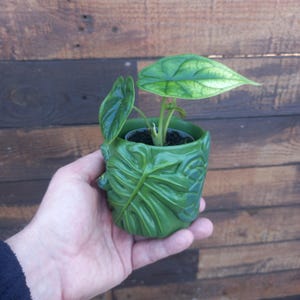 Peut inclure: Une petite plante verte avec de grandes feuilles vert clair poussant dans un pot en céramique vert en forme de feuille de monstera.