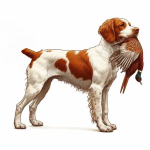 Puede incluir: Un perro Brittany blanco y marrón con un faisán en la boca. El perro está de pie sobre un fondo blanco.