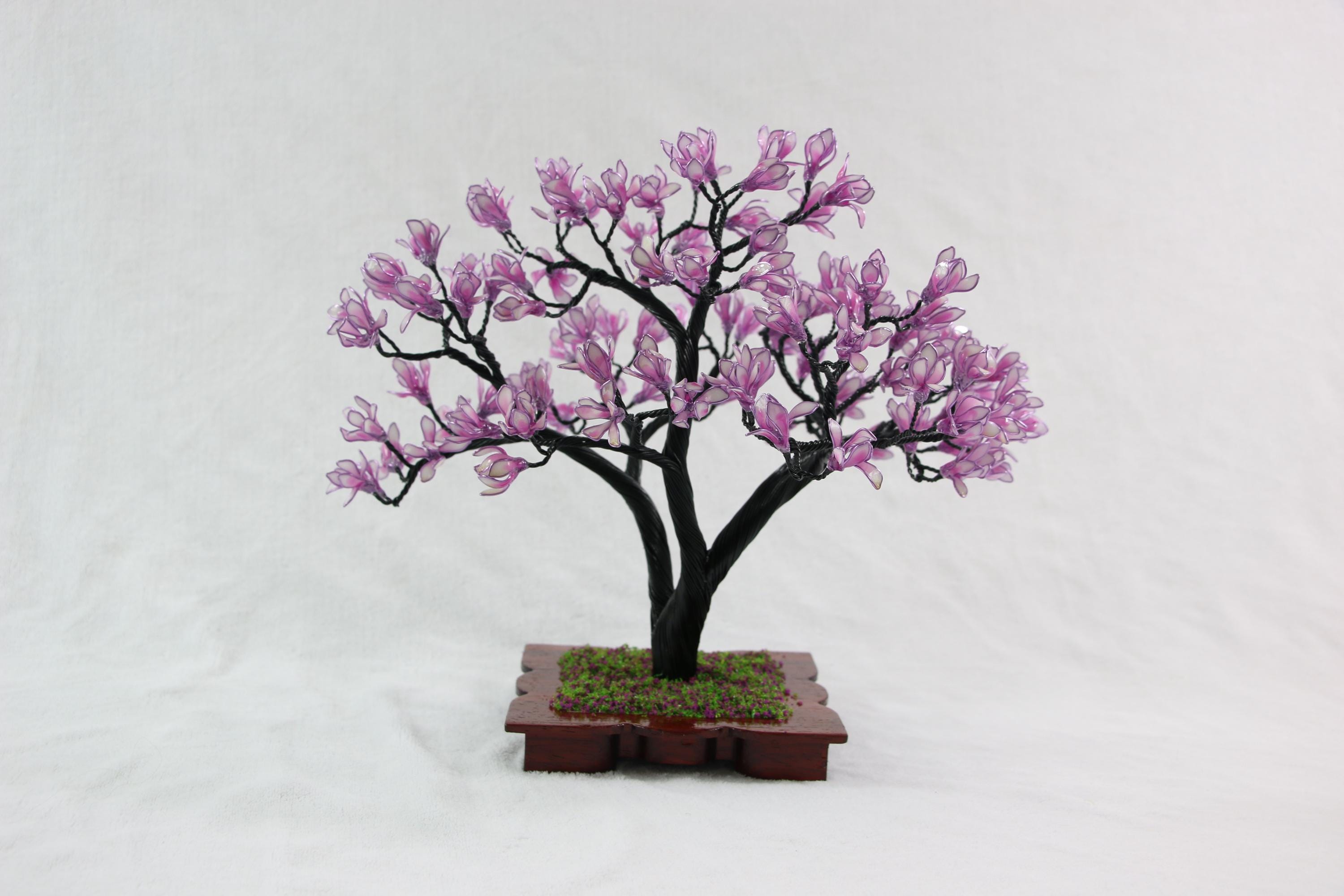 Magnolia bonsai - Etsy.de