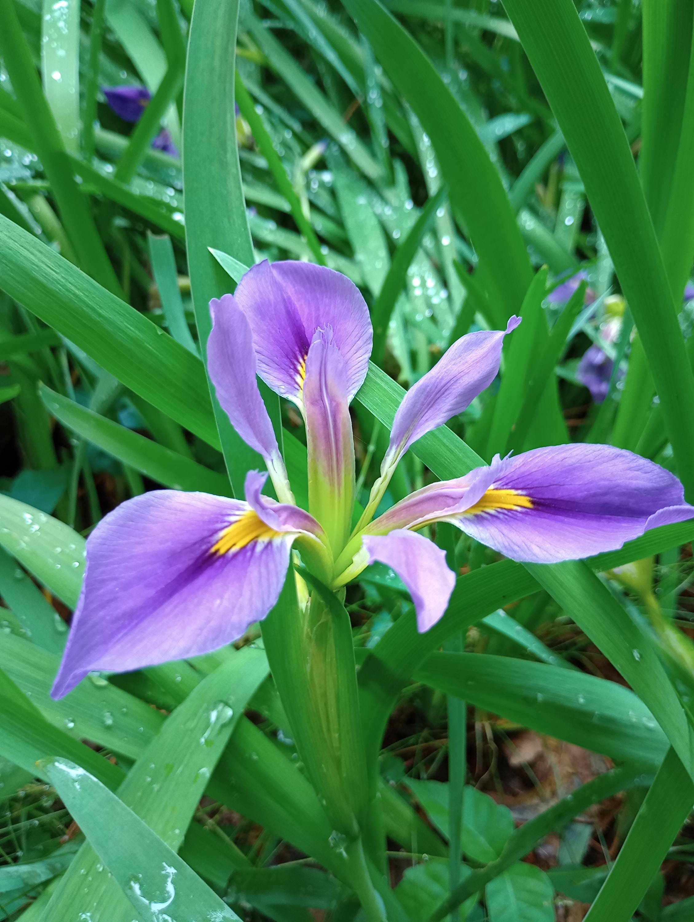 Iris Hexagona 
