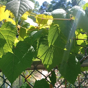 Muscadine Grape Vine (Fresh, Soft Wood Cuttings from plant)