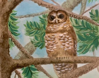 Northern Spotted Owl Watercolor Print