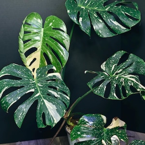 Monstera Thai Constellation