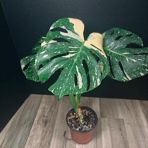 Monstera Thai Constellation