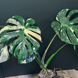 Monstera Thai Constellation Creme Brulee