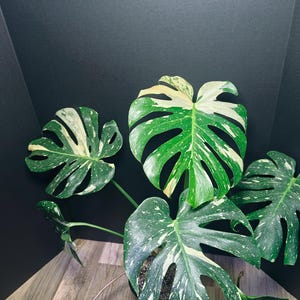 Monstera Thai Constellation