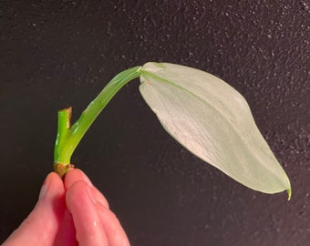 Philodendron Silver Sword Cutting