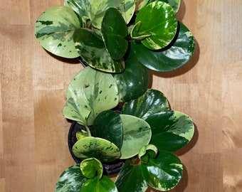 Marble variegated Peperomia 4”pot