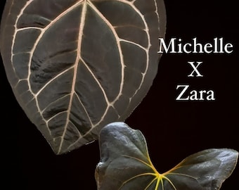 Anthurium (Michelle x Zara) x (FS self x BVEP) two leaf seedling