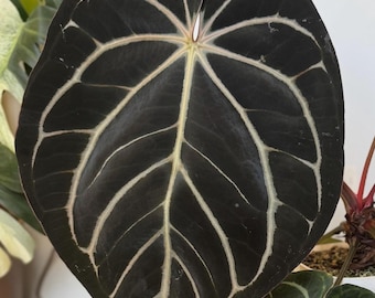 Anthurium Forgetii X Carlablackiae (amanda) X Besseae Aff Seedling