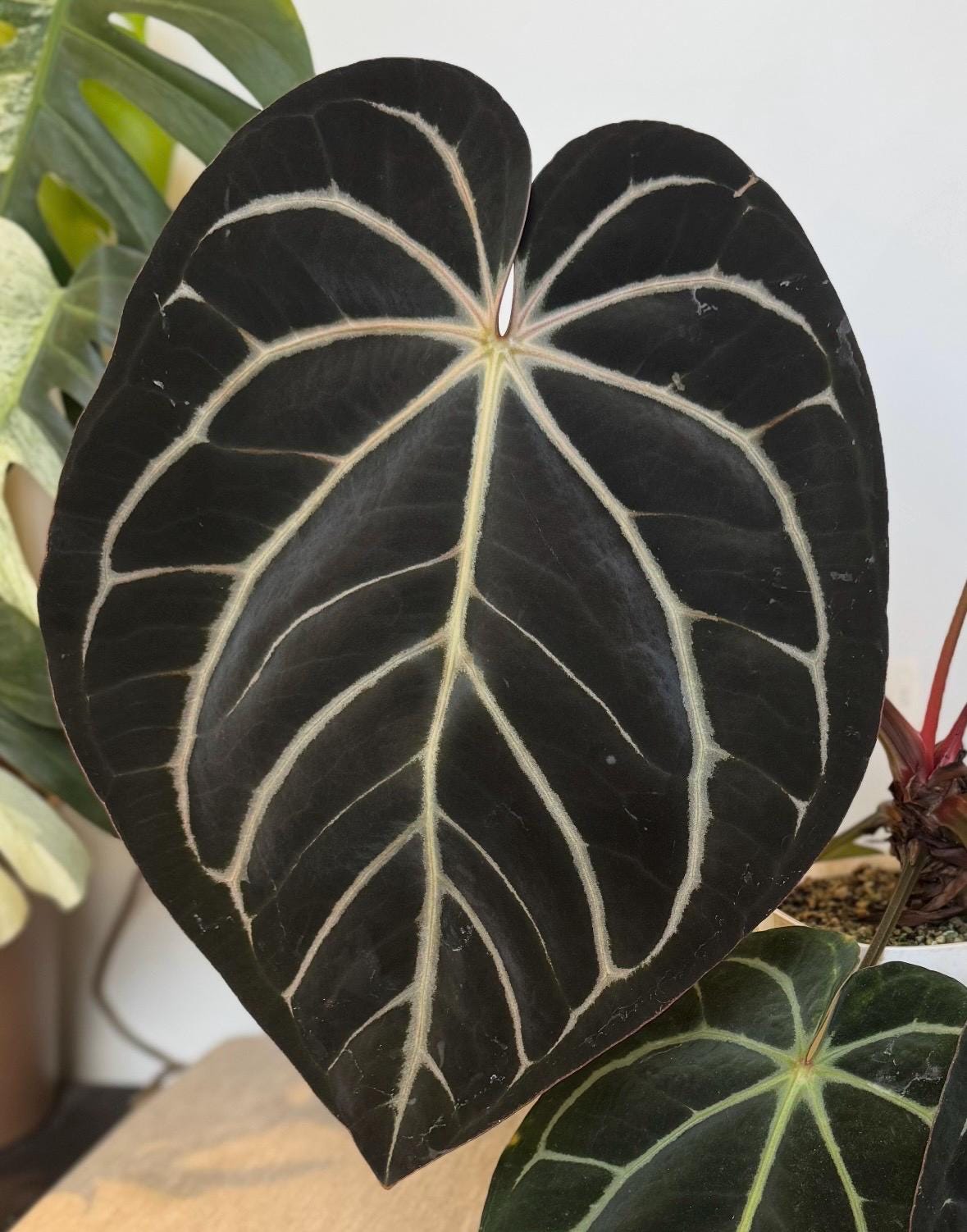Anthurium Carlablackiae RA10 Self X Carlablackiae “marcella” - Etsy