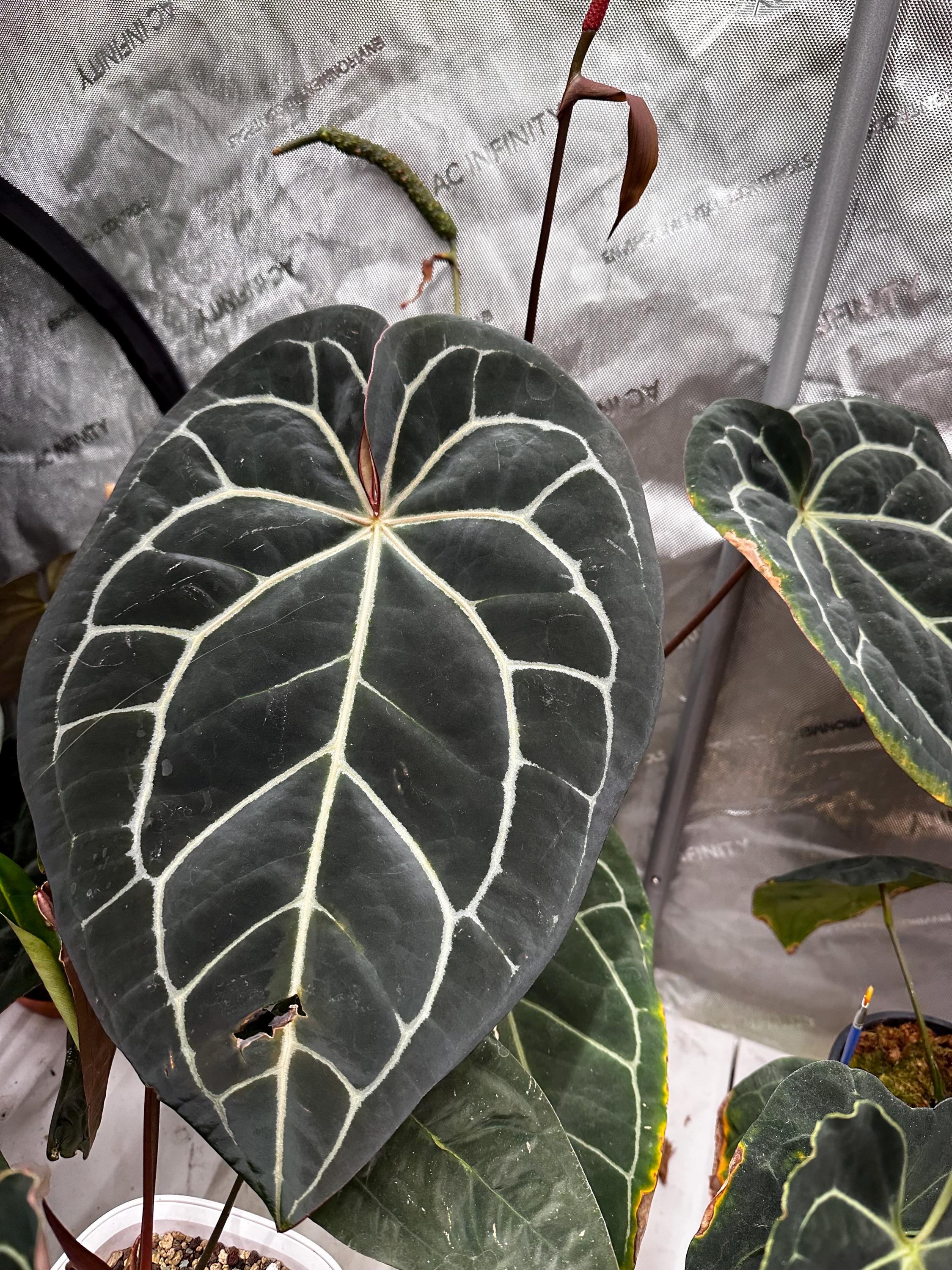 アンスリウム（ミシェル×ザラ）×BVEP苗 - Etsy 日本