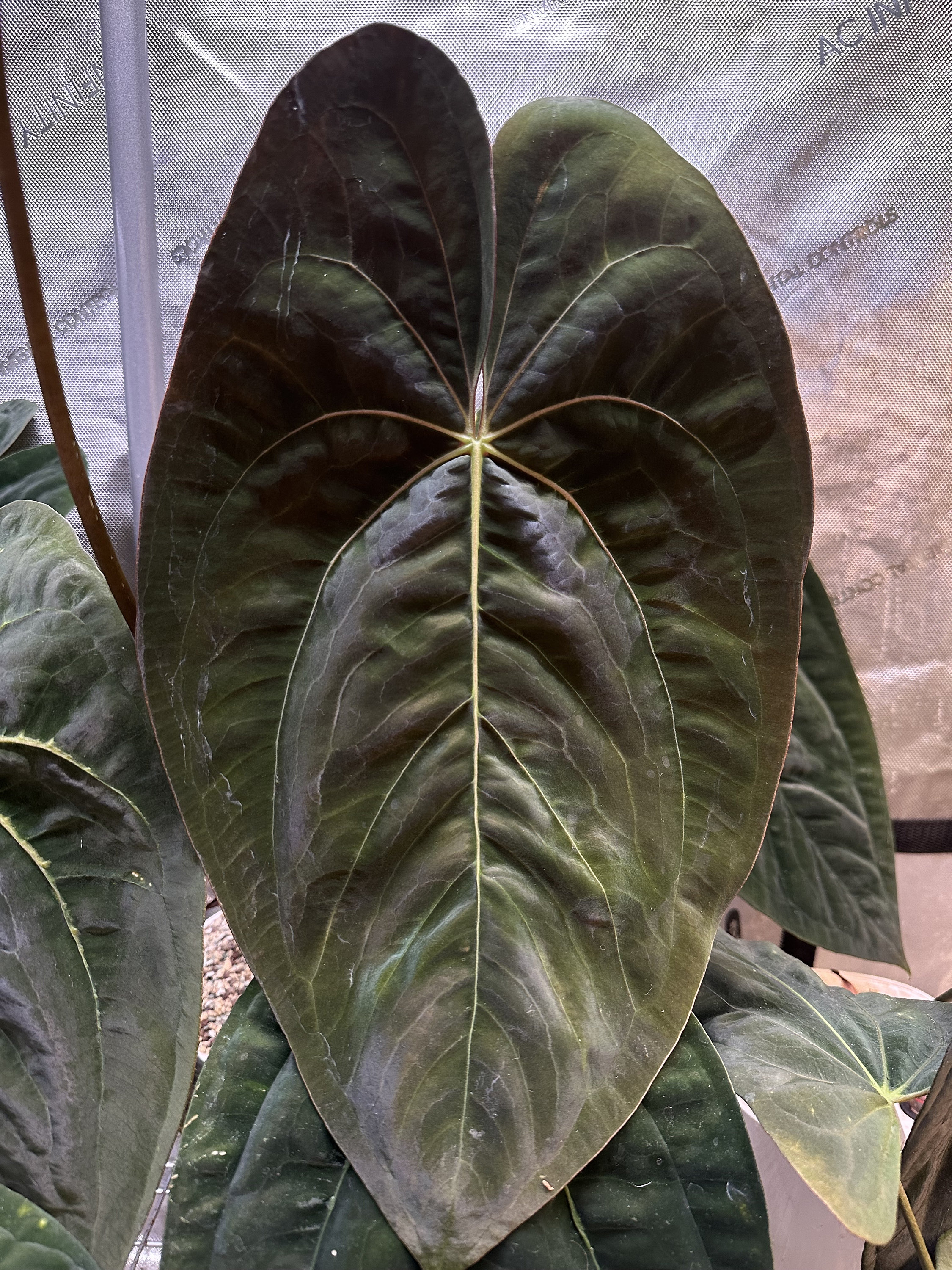 Anthurium Papillilaminum 'gatorbod' F2 Seedling - Etsy