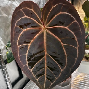 Anthurium (Michelle x Zara) x Besseae aff. 'Bingo' seedling Anthurium (Michelle x Zara) x Besseae aff. 'Bingo' seedling