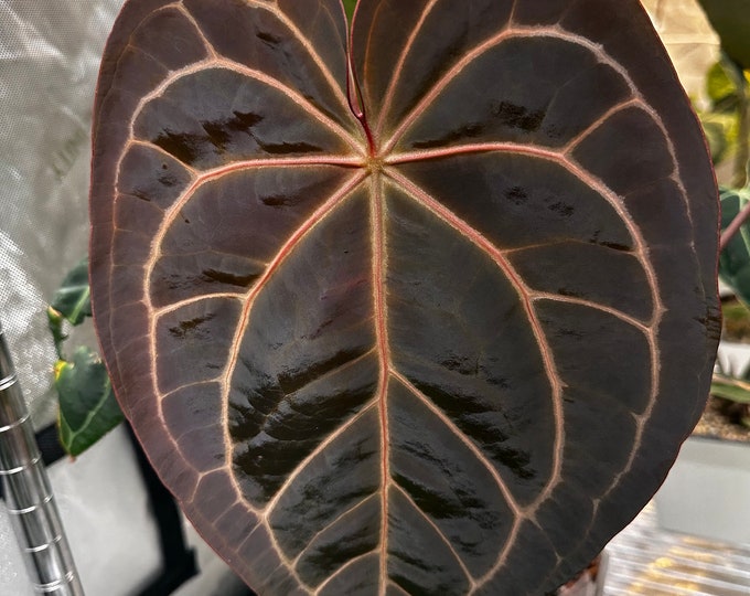 Anthurium (michelle X Zara) X Besseae Aff. ‘bingo’ Seedling Growers ...