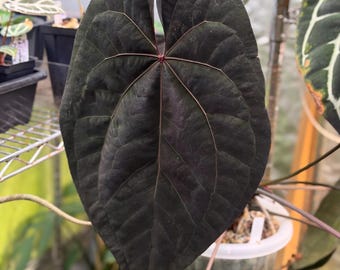 Scott Cohen Anthurium Antolakii (known as BVEP) X NSE Anthurium
