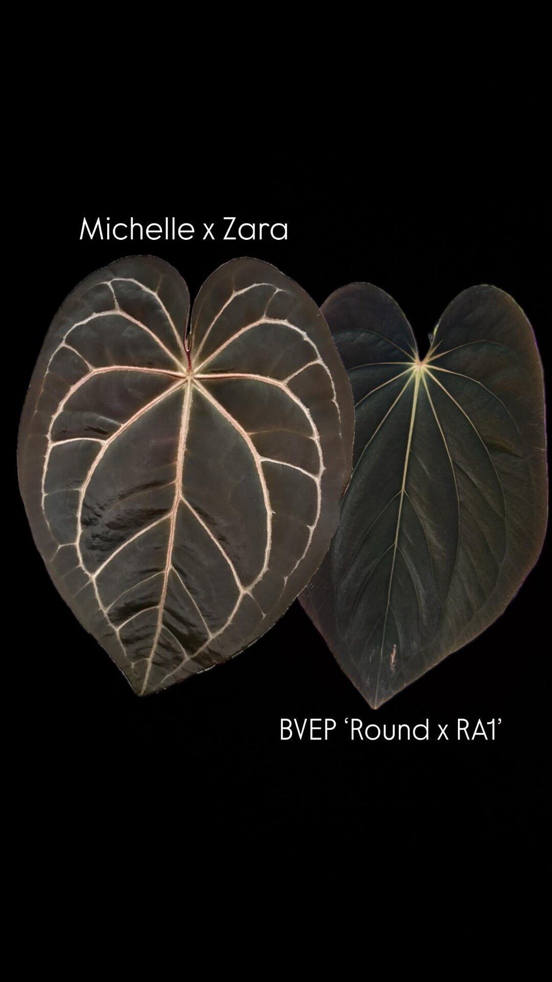 アンスリウム ミシェル×ザラ アンスリウム ミシェル×ザラ F3 | GREEN LUCK