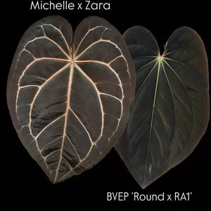 Anthurium zara x anthurium michelle - Etsy 日本 Anthurium zara x anthurium michelle - Etsy 日本