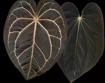 Anthurium (Michelle x Zara) x Besseae aff. 'Bingo' seedling Anthurium (Michelle x Zara) x Besseae aff. 'Bingo' seedling