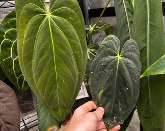 Anthurium Papillilaminum ‘Round Form’ x self one-leaf seedling