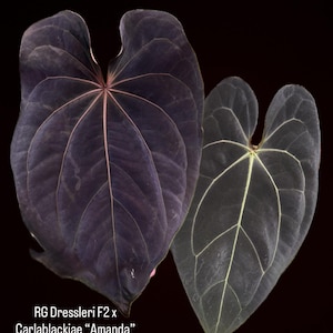 Anthurium (RG Dressleri f2 x Carlablackiae “Amanda”) x (Carlablackiae “Marcella” x RVDP) seedling