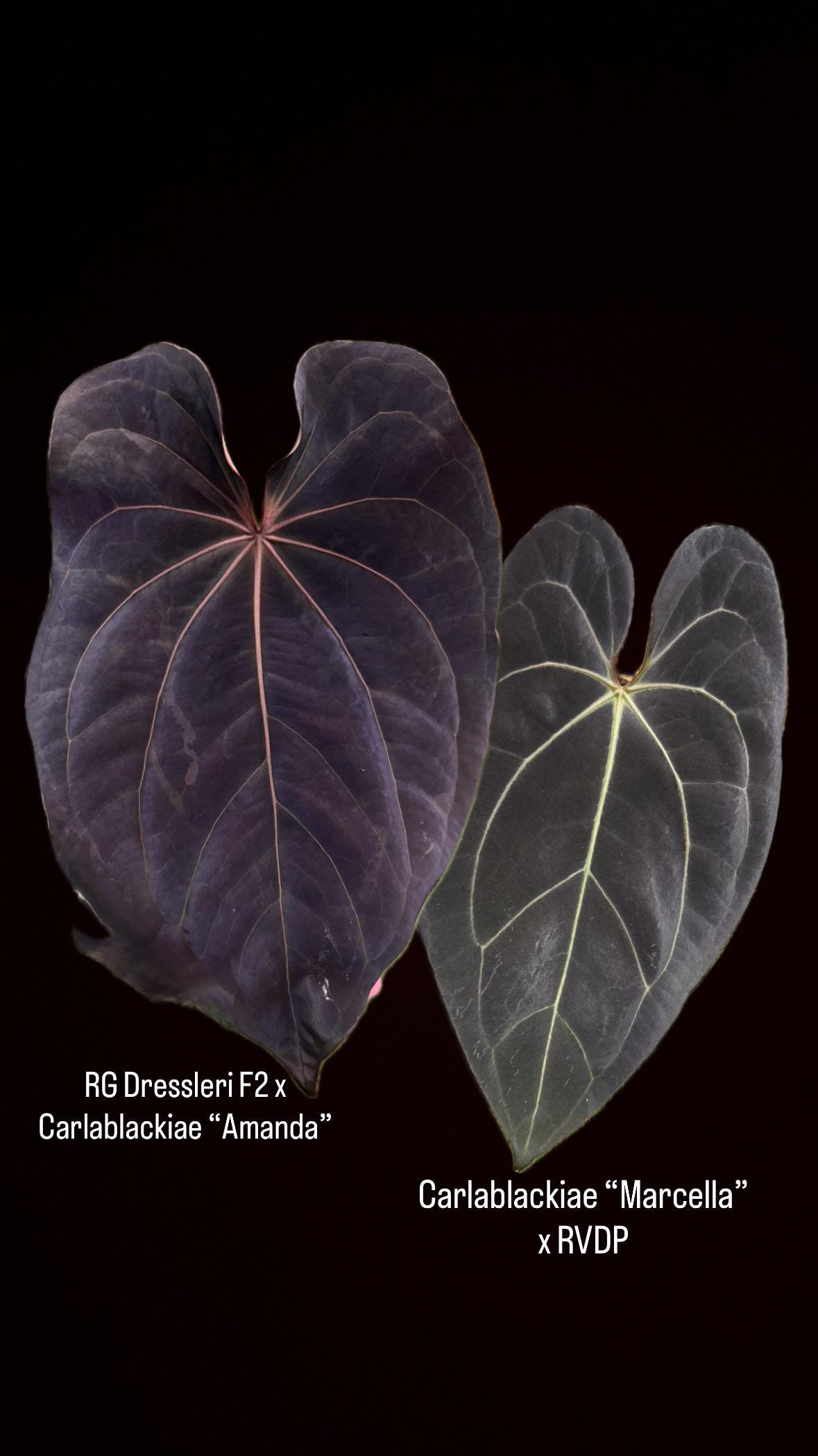 Anthurium (RG Dressleri F2 X Carlablackiae “amanda”) X