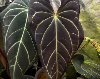 Scott Cohen Anthurium Antolakii (known as BVEP) X NSE Anthurium