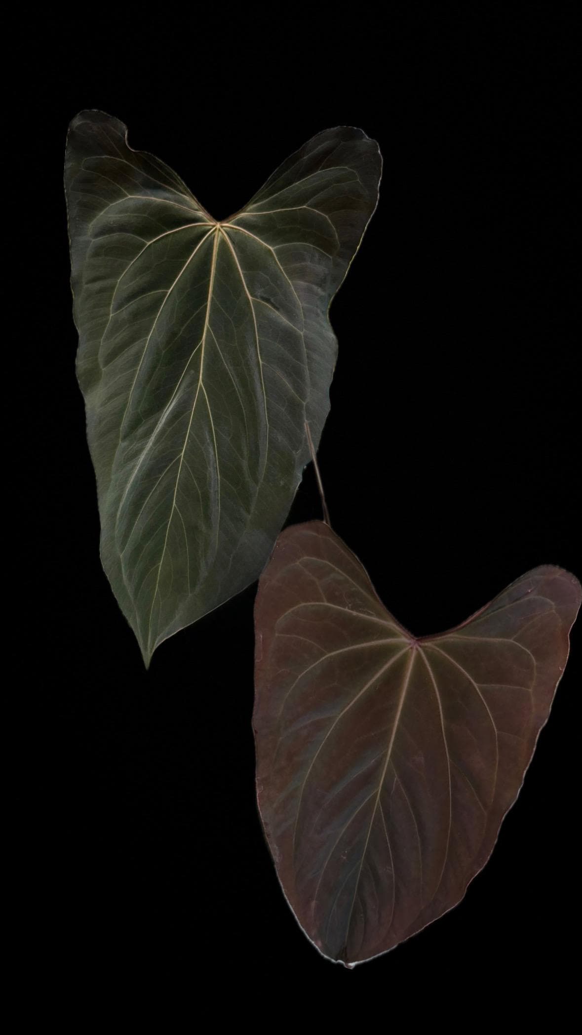 Anthurium NOID “eleanor” X RLFS F2 Seedling - Etsy