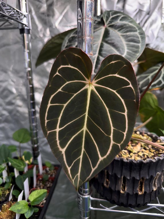 Anthurium Carlablackiae (a2x RA7) X Carlablackiae “marcella