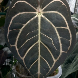 Anthurium Carlablackiae 'marcella' X 'RA4 Seedling Growers Choice