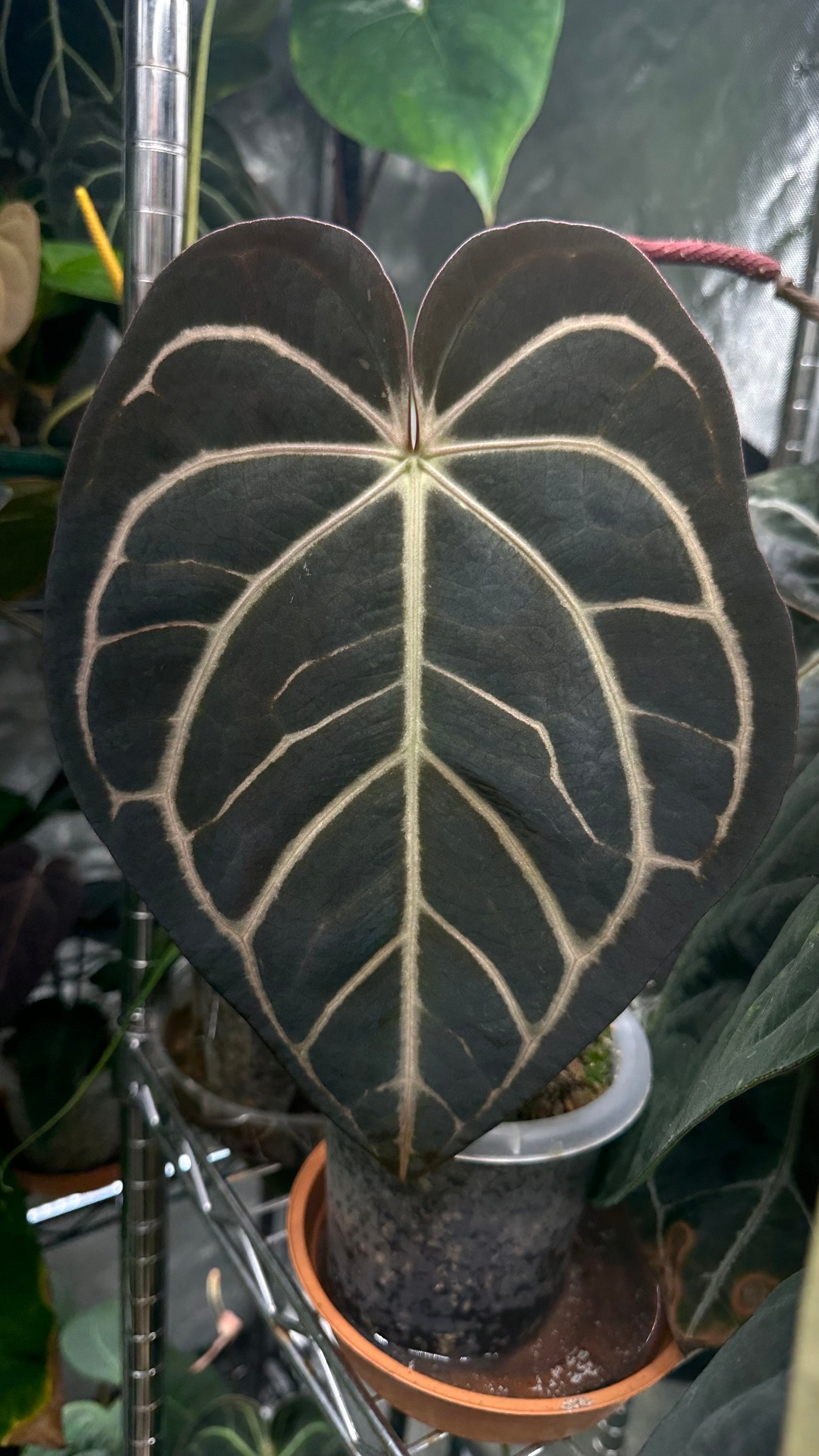 Anthurium Carlablackiae 'marcella' X 'RA4 Seedling Growers Choice