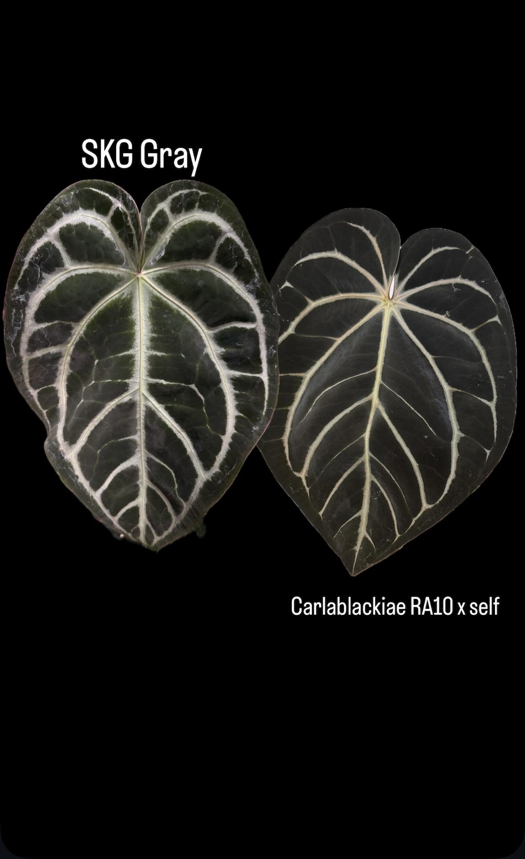 Anthurium SKG Gray X Carlablackiae RA10 Self Seedling - Etsy