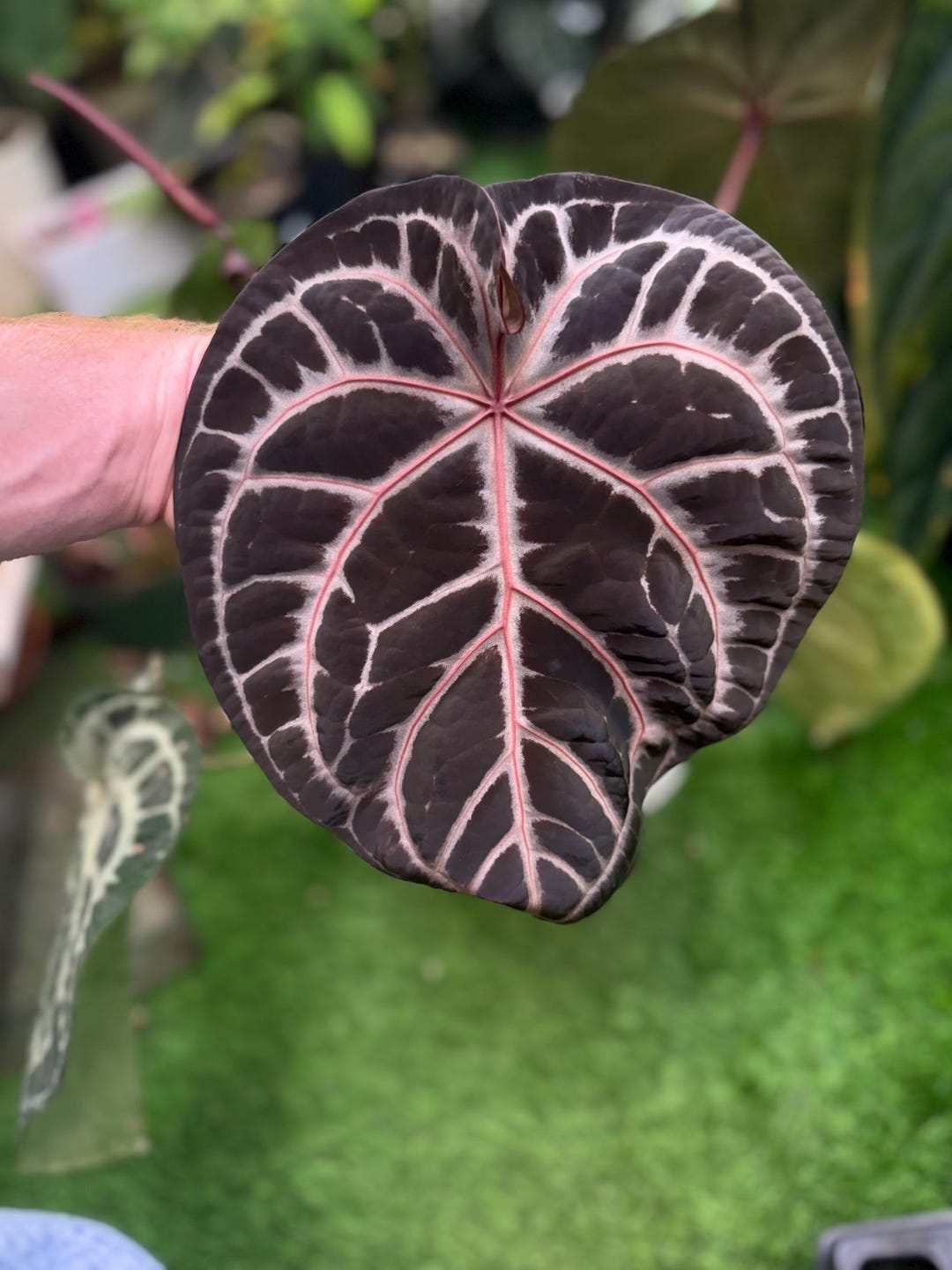 Anthurium (SKG Silver X Red Crystallinum “necromancer”) X