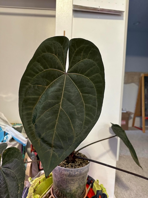 Anthuroom】 Anthurium 'Ace of Spades' (dark form) x Anthuroom】 Anthurium 'Ace of Spades' (dark form) x