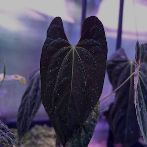 Anthurium Papillilaminum ‘Gatorbod’ f2 seedling