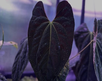 Anthurium Papillilaminum ‘Gatorbod’ f2 seedling