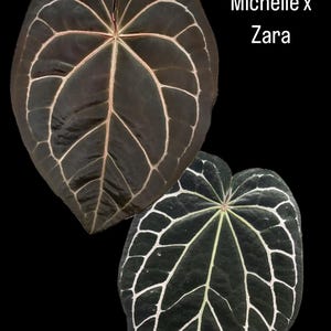 Anthurium zara x anthurium michelle - Etsy 日本 Anthurium zara x anthurium michelle - Etsy 日本
