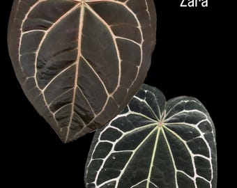 Anthurium wendlingeri - starter plant - Etsy 日本 Anthurium wendlingeri - starter plant - Etsy 日本