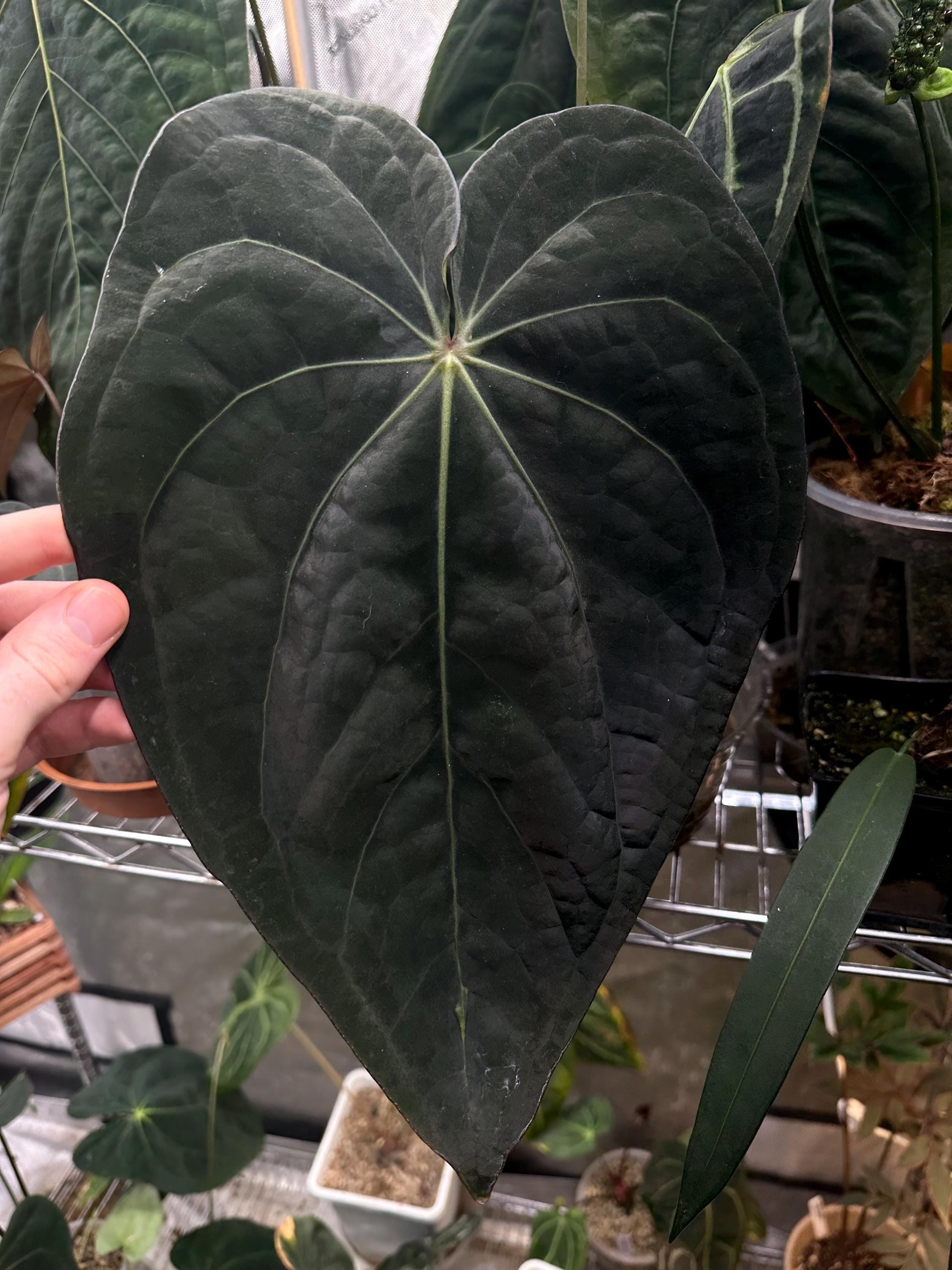 Anthurium (RG Dressleri X Carlablackiae 'amanda') X Sp