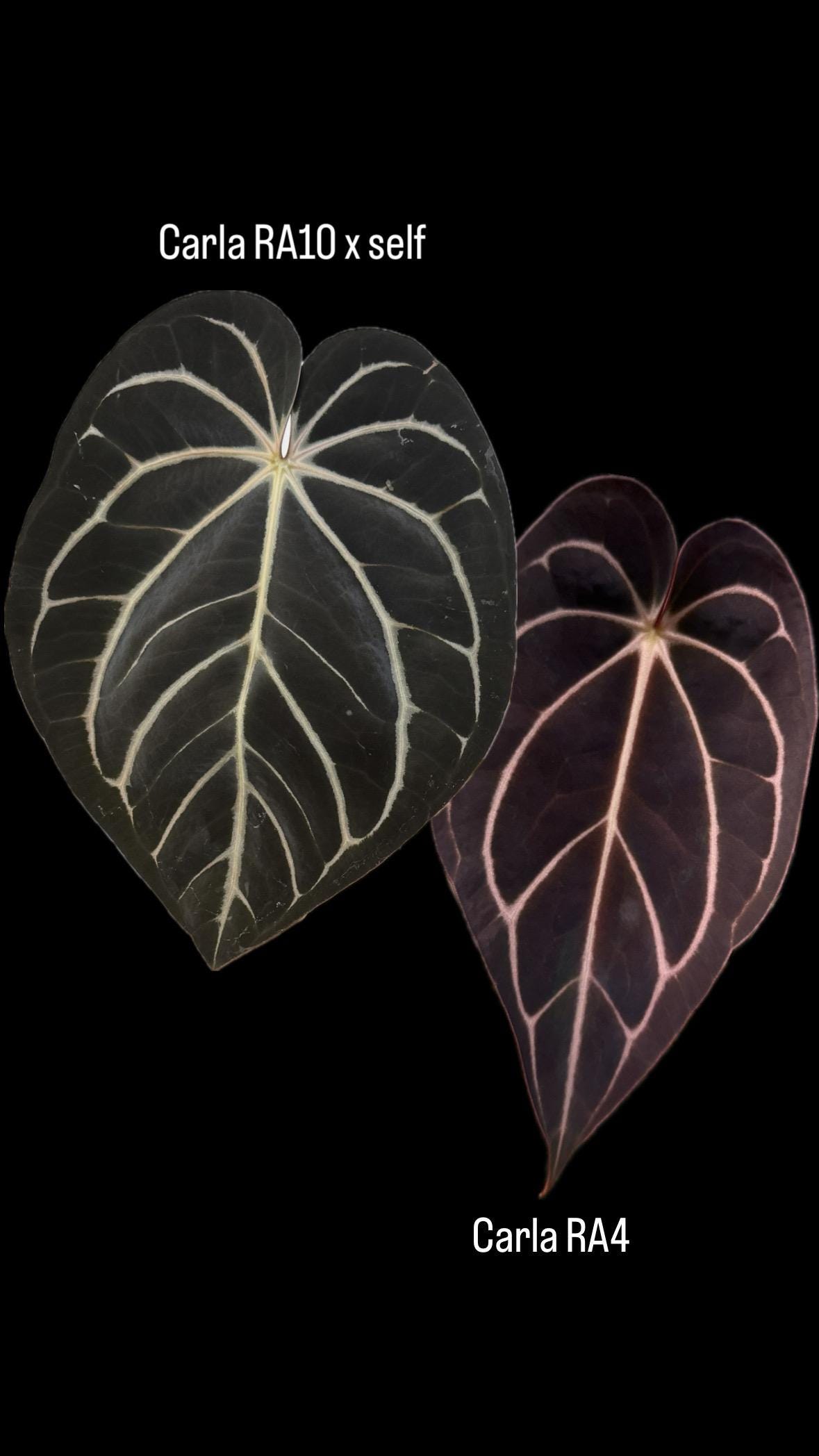 Anthurium Carlablackiae RA10 Self X RA4 Small Seedling - Etsy