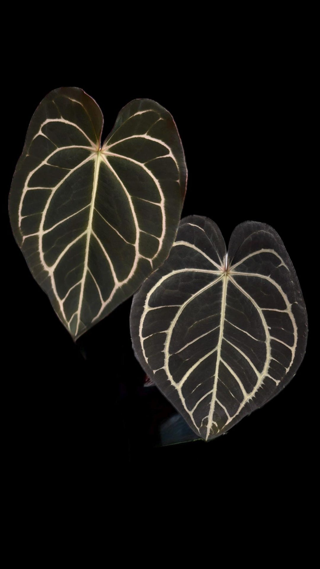 や*こ様 Carlablackiae× (Aos x Carlablackiae Anthurium Carlablackiae (a2x RA7) X Carlablackiae “marcella