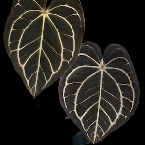 Anthurium carlablackiae (A2x RA7) x carlablackiae “Marcella” 1 seedling growers choice