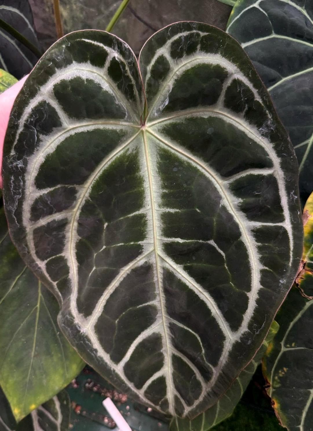 Anthurium Skg Silver - Etsy