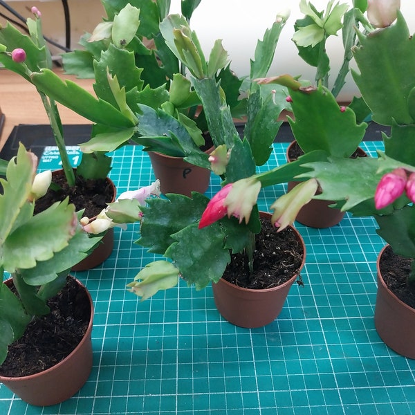 Schlumbergera Weihnachtskaktus in einem 6,5cm Topf aus biologischem Anbau, ohne Chemikalien oder Pestizide