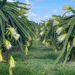 Bouture de fruit du dragon de la comète de Halley : H. undatus X H. guatemalensis de culture biologique
