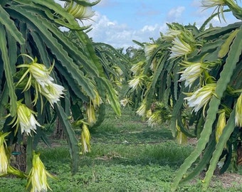 Bouture de fruit du dragon de la comète de Halley : H. undatus X H. guatemalensis de culture biologique