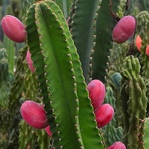 Puede incluir: Primer plano de un cactus verde con múltiples frutos rosados de forma ovalada. El cactus tiene una textura acanalada y pequeñas espinas blancas en los bordes. Otros cactus son visibles en el fondo, creando una escena natural, desértica.