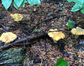 May include: A group of yellow mushrooms growing on the forest floor. The mushrooms are surrounded by green leaves and brown pine needles.
