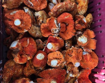 May include: A close-up shot of a collection of vibrant orange mushrooms with white and brown accents, filling a burgundy plastic crate. The mushrooms have a variety of shapes and sizes, with some featuring a central white spot.